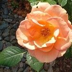 Rosa spp. Blüte