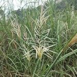 Saccharum spontaneum ഇല