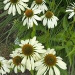 Echinacea pallida Alkat (teljes növény)