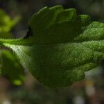 Stevia micrantha Leaf