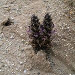 Orobanche cooperi Хабит