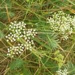 Falcaria vulgaris Blomma