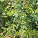 Rhamnus staddo Blad