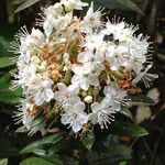 Rhododendron columbianum Flor