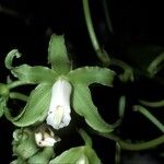 Vanilla mexicana Flower