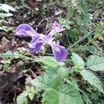 Iris douglasiana Blüte