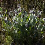 Asclepias californica অভ্যাস