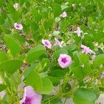 Ipomoea pes-caprae 整株植物