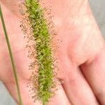 Setaria viridis Blüte