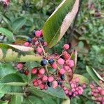 Viburnum nudum Fruit