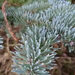 Abies procera Leaf