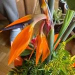 Strelitzia reginaeLorea