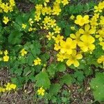 Ranunculus cortusifolius 花