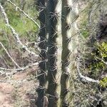 Cereus aethiops Bark