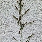 Poa pratensis Bleunienn