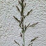 Poa pratensis Flor