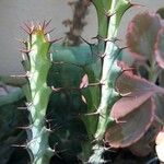 Euphorbia greenwayi Hoja