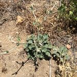 Eriogonum roseum Habitat