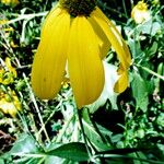 Rudbeckia laciniata Kvet