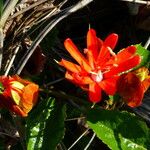 Passiflora coccinea Folla