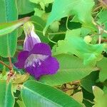 Maurandya barclayana Flor
