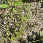 Lindernia dubia Flower