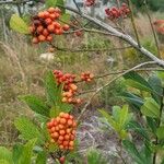 Ilex cassine Fruit