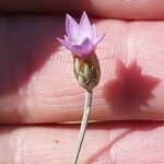 Xeranthemum cylindraceum Flower