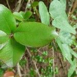 Flacourtia indica Leaf