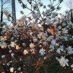 Magnolia stellataFlower