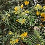 Senna multiglandulosa Лист