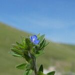 Veronica arvensis Flors