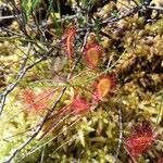 Drosera anglica Folio