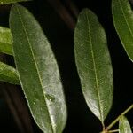 Mabea montana 葉