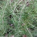 Thymus longicaulis 葉