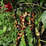 Erythrina rubrinervia Fruit