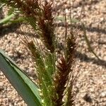 Echinochloa muricata Λουλούδι