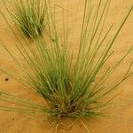 Cyperus conglomeratus عادت داشتن