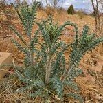 Argemone pleiacantha Hoja