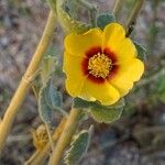 Abutilon hirtum Květ
