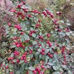 Cotoneaster divaricatus Fruit