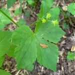 Ranunculus recurvatus Leaf