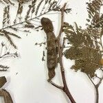 Vachellia macracantha 果実