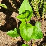 Vinca herbacea Leaf