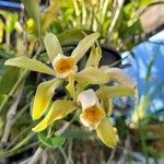 Cattleya forbesii Flower