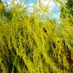 Asparagus officinalis Feuille