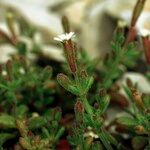 Silene sedoides Arall