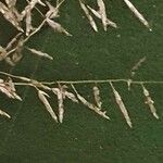 Eragrostis cylindriflora Kvet