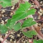 Pelargonium cordifolium Yaprak