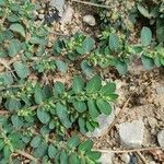 Euphorbia prostrata Leaf